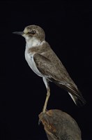 藏品(鐵嘴鴴)的圖片